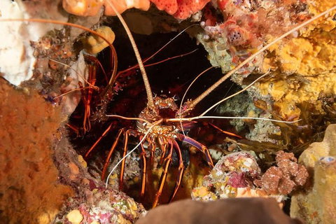 Discover Local Scuba Diving In Perth - Winery Find 1