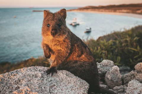 Rottnest Island Roundtrip Fast Ferry From Hillarys Boat Harbour - Winery Find 5