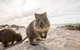 Rottnest Bayseeker Bus Tour From Hillarys Boat Harbour - thumb 5