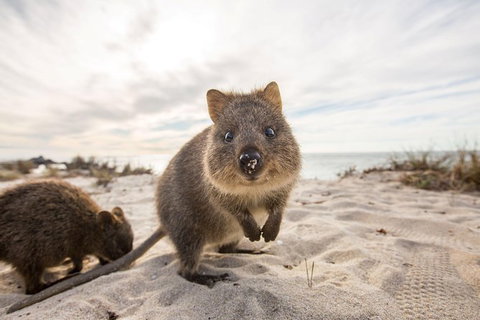 Rottnest Bayseeker Bus Tour From Hillarys Boat Harbour - Winery Find 5