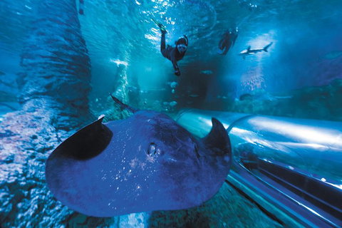 Snorkel With Sharks At AQWA - Winery Find 1