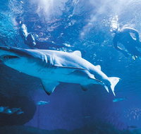Snorkel with Sharks at AQWA - Winery Find