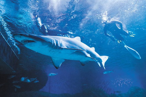 Snorkel With Sharks At AQWA - Winery Find 0