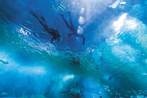 Snorkel With Sharks At AQWA - Winery Find 8