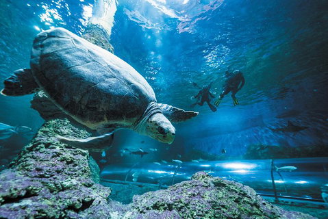 Snorkel With Sharks At AQWA - Winery Find 6