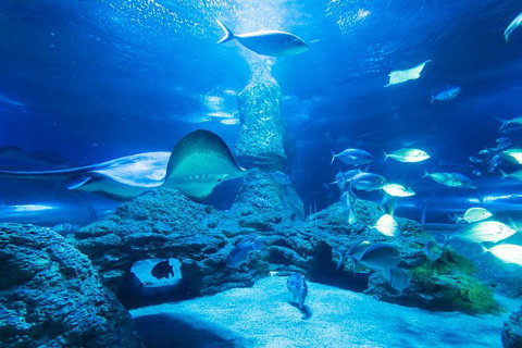 Snorkel With Sharks At AQWA - Winery Find 4