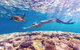 7-Day Exmouth Explorer Via Pinnacles Monkey Mia Ningaloo Reef Returning To Perth - thumb 0