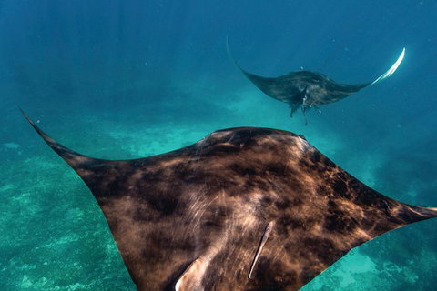 7-Day Exmouth Explorer Via Pinnacles Monkey Mia Ningaloo Reef Returning To Perth - Winery Find 8
