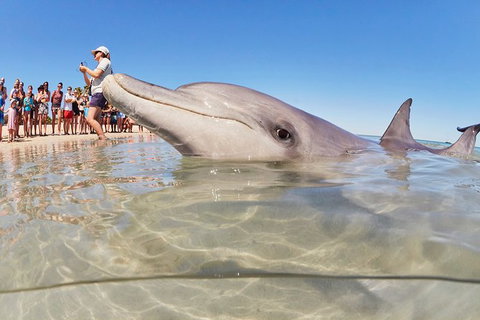 7-Day Exmouth Explorer Via Pinnacles Monkey Mia Ningaloo Reef Returning To Perth - Winery Find 3