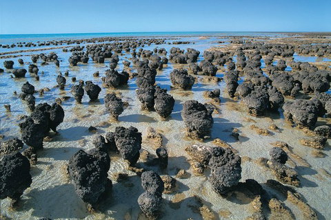 7-Day Exmouth Explorer Via Pinnacles Monkey Mia Ningaloo Reef Returning To Perth - Winery Find 9