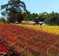 Swan Valley Wine Time Private Day Tour - Winery Find