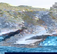 Jet Boat Whale Watching Safari from Dunsborough - Winery Find