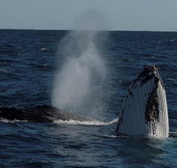 Perth Whale-Watching Cruise from Hillarys Boat Harbour - Winery Find