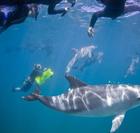 Swim with Wild Dolphins - Winery Find