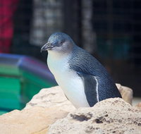 Full-Day Penguin Island  Mandurah Canal Cruise - Winery Find