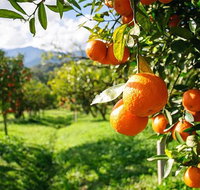 Full-Day Swan Valley Wildlife Park Winery  Fruit Orchard - Winery Find