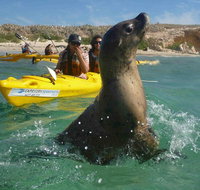 Penguin and Seal Island Kayak Tour - Winery Find