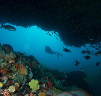 Rottnest Island scuba diving from Fremantle - Winery Find
