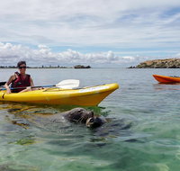 Seal Island and Penguin Island or Point Peron Sea Kayak Tour - Winery Find