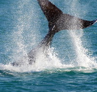 Whale-Watching Cruise and Hillarys Boat Harbour Day Trip from Perth - Winery Find