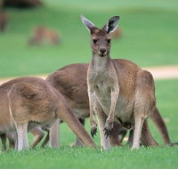 Half-Day Yanchep National Park  Crystal Cave - Winery Find