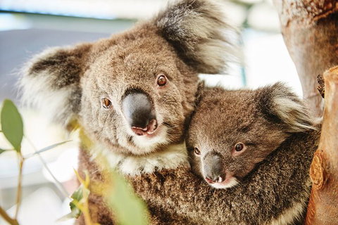 Half-Day Yanchep National Park & Crystal Cave - Winery Find 3
