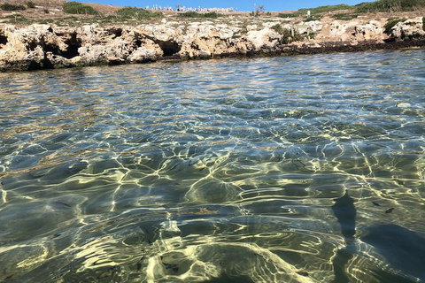 Penguin Island And Fremantle - Canoe, Chocolate & Coffee - Winery Find 5