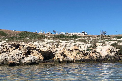 Penguin Island And Fremantle - Canoe, Chocolate & Coffee - Winery Find 9