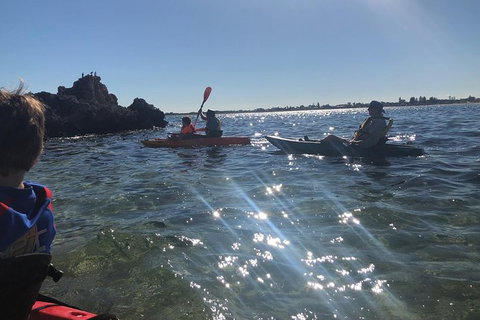 Penguin Island And Fremantle - Canoe, Chocolate & Coffee - Winery Find 11