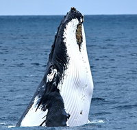 Whale-Watching Tour from Augusta or Perth with Optional Captain's Lounge Upgrade - Winery Find