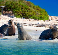 Penguin Island Tour with Dolphin and Sea Lion Cruise - Winery Find