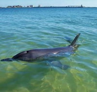 Bunbury Dolphins Discovery Tour - Fly From Perth - Winery Find