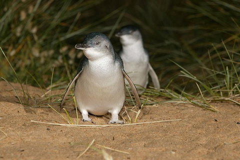 Express Expedition To Phillip Island Penguin Wildlife Encounter Evening Tour - Winery Find 0