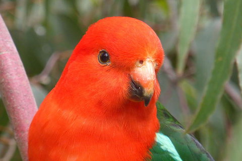 Full-Day Great Ocean Road And 12 Apostles Sunset Tour From Melbourne - Winery Find 15