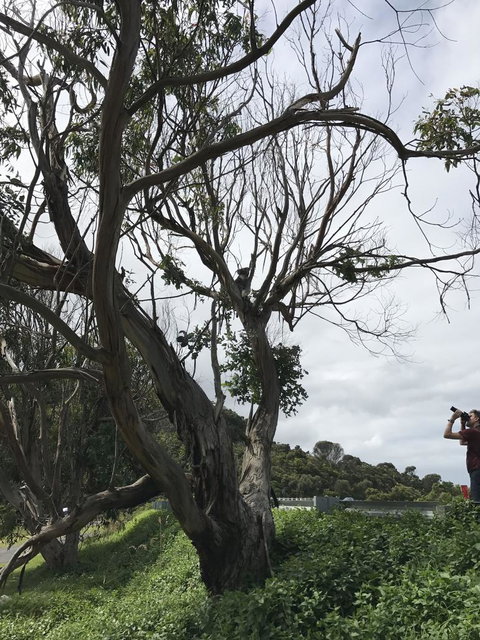 Full-Day Great Ocean Road And 12 Apostles Sunset Tour From Melbourne - Winery Find 9