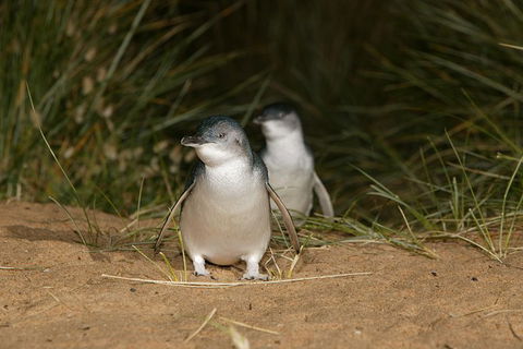 Full-Day Penguin Parade And Melbourne City Tour From Melbourne - Winery Find 0