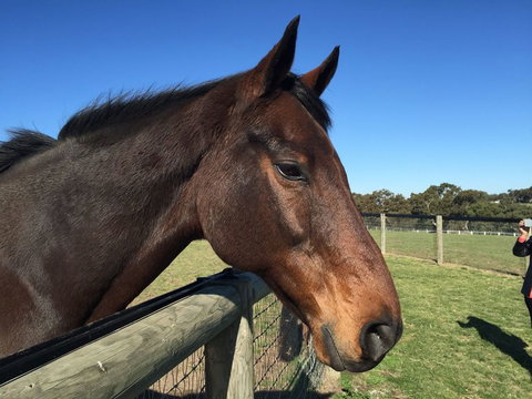 Champion Racehorse Tour With Beer And Wine Tasting - Winery Find 5