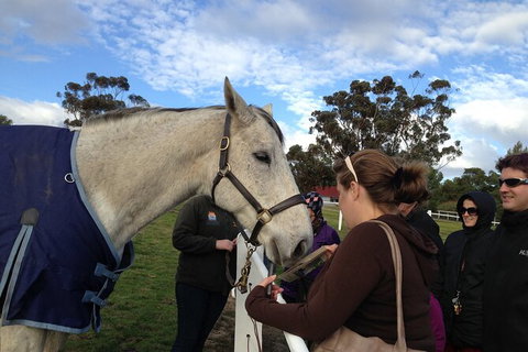Champion Racehorse Tour With Beer And Wine Tasting - Winery Find 9