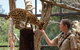 African Cat Encounter At Werribee Open Range Zoo - thumb 1