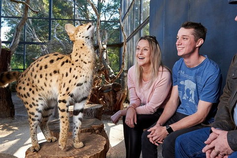 African Cat Encounter At Werribee Open Range Zoo - Winery Find 5