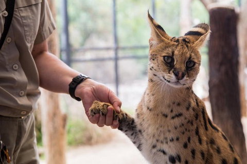 African Cat Encounter At Werribee Open Range Zoo - Winery Find 3