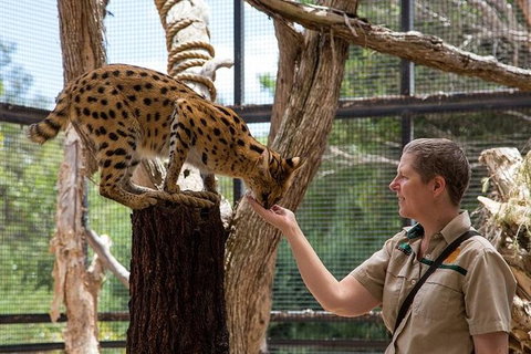 African Cat Encounter At Werribee Open Range Zoo - Winery Find 4