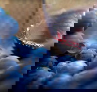 Small Group 6 guests Ultimate Mornington Peninsula Food and Wine - Winery Find