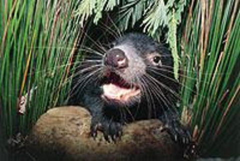 Hobart Shore Excursion: Half Day Bonorong Wildlife Park With Richmond Tour - Winery Find 0