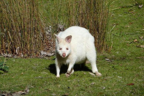 Small-Group Day Trip From Hobart To Bruny Island - Winery Find 7