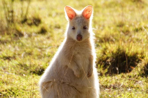 Small-Group Day Trip From Hobart To Bruny Island - Winery Find 2