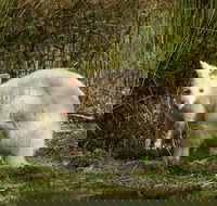 Bruny Island premium private photo-oriented day tour from Hobart - Winery Find