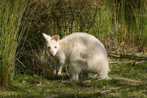 Bruny Island Premium Private Photo-oriented Day Tour From Hobart - Winery Find 0