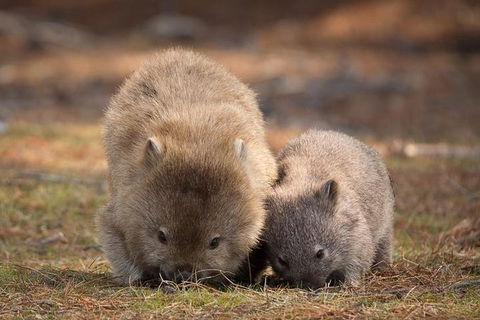 Maria Island Premium Private Photo-oriented Day Tour From Hobart - Winery Find 3