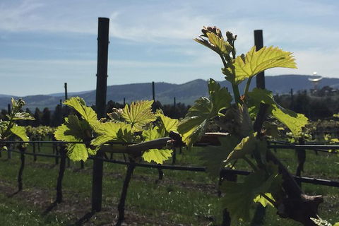 Mona And Wine Experience Tour - Winery Find 1